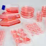 細胞培養 Cell culture
